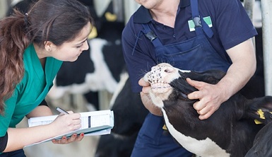 Animal Husbandry B BAG201 Online Course (Animal Health) | Careerline ...