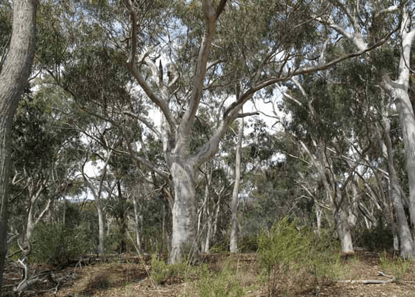 australian-native-trees-online-course-careerline-courses