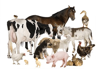 Animal Breeding Course Online | Careerline Courses